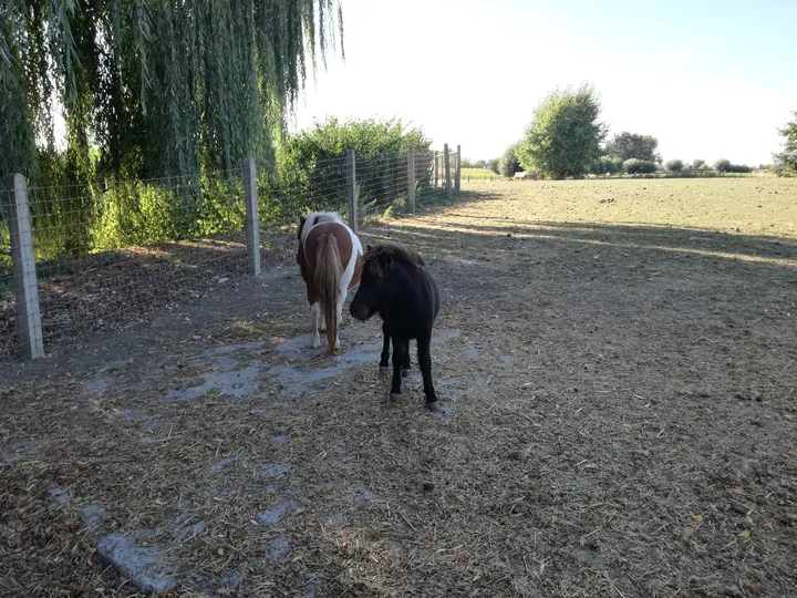 Boederij Miedevia Kortrijk (België)